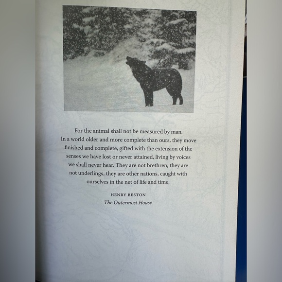 “A Wolf Called Romeo” Hardcover Nick Jans Wildlife Meets Humans EcoConservation - Picture 3 of 6